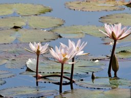 Thailand2009-OddsAndEnds-008